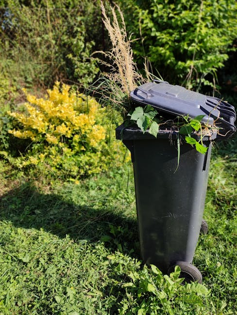 A black plastic wheeled rubbish bin standing on a grassy area outdoors, surrounded by green foliage and a yellow flowering bush in the background. The bin's lid is closed, and its surface is smooth with a slight sheen, typical of durable outdoor waste containers. On top of the bin, there are assorted garden waste materials, including dried grasses, stems, leaves, and small branches, partially spilling over the edges. The garden waste appears fresh and organic, with light brown, green, and yellowish hues, contrasting with the dark colour of the bin. The surrounding environment suggests an outdoor setting, possibly a garden or backyard, with a mix of natural sunlight and shadow. This scene reflects the process of private or on-site garden waste disposal, often managed by waste removal services such as Waste Disposal Maida Vale, in line with the need for independent collection of garden refuse outside regular curbside rubbish collection. The overall composition emphasizes the typical appearance of waste awaiting collection or removal.