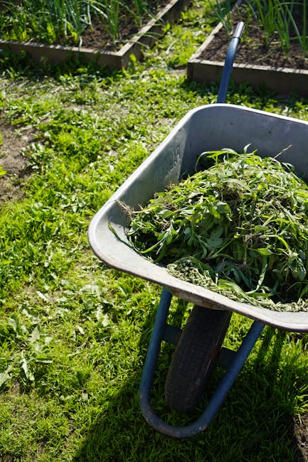 A black plastic wheeled rubbish bin standing on a grassy area outdoors, surrounded by green foliage and a yellow flowering bush in the background. The bin's lid is closed, and its surface is smooth with a slight sheen, typical of durable outdoor waste containers. On top of the bin, there are assorted garden waste materials, including dried grasses, stems, leaves, and small branches, partially spilling over the edges. The garden waste appears fresh and organic, with light brown, green, and yellowish hues, contrasting with the dark colour of the bin. The surrounding environment suggests an outdoor setting, possibly a garden or backyard, with a mix of natural sunlight and shadow. This scene reflects the process of private or on-site garden waste disposal, often managed by waste removal services such as Waste Disposal Maida Vale, in line with the need for independent collection of garden refuse outside regular curbside rubbish collection. The overall composition emphasizes the typical appearance of waste awaiting collection or removal.
